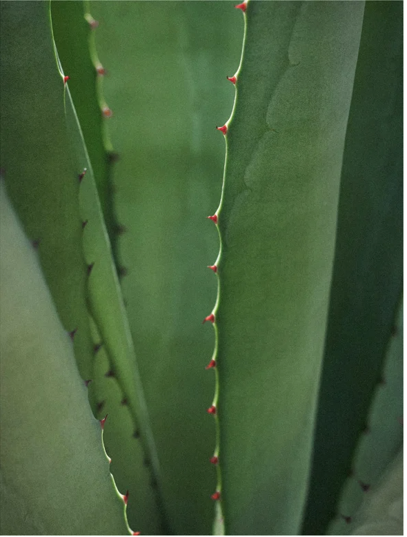 Close-up of green aloe vera plant leaves with red tips and sharp edges.