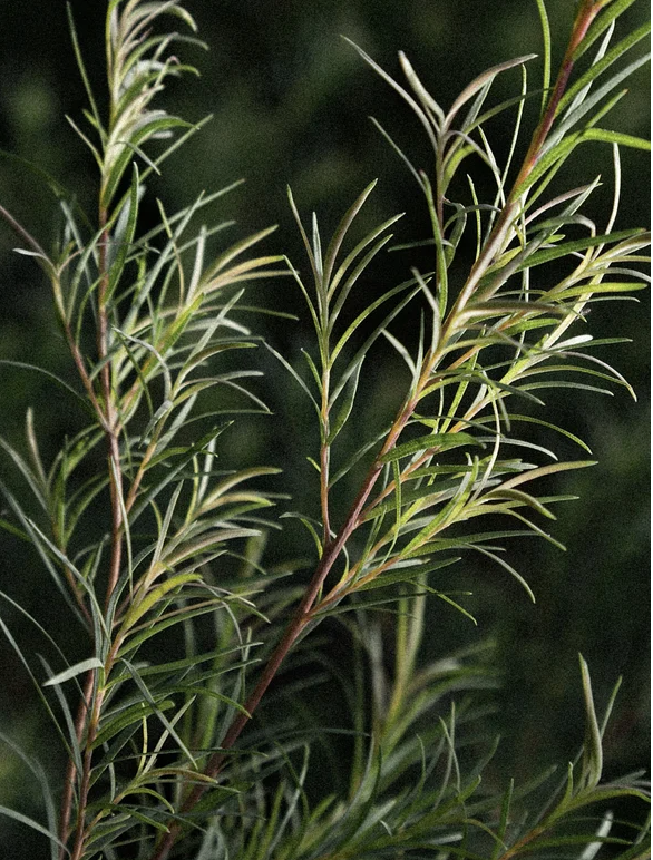 Close-up of natural juniper and botanical extracts used in Skinity Blemish Care Moisturiser.