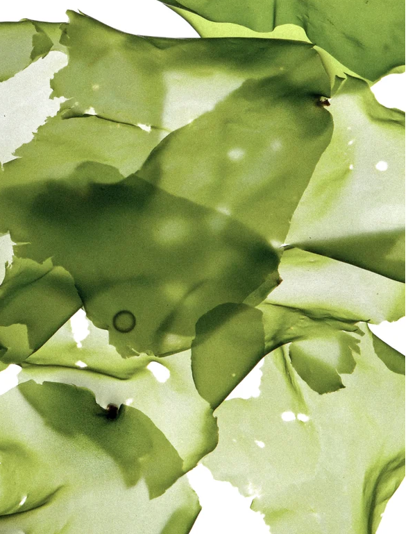 Abstract macro shot of green botanical leaves layered over each other, representing the natural ingredients and botanical extracts used in Skinity skincare products.